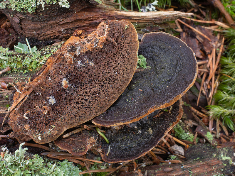 Phellinus viticola